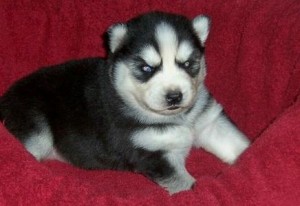 Thanksgiving Siberian Husky Puppies For Sale
