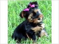 Charming x-mass teacup yorkie puppies for available
