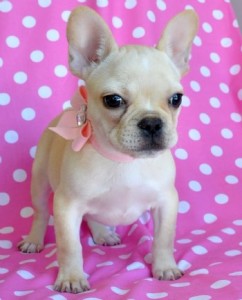 Tiny French Bulldog Puppies