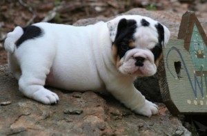 English bulldog puppies for adoption