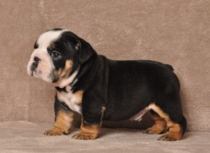 English bulldog puppies for adoption