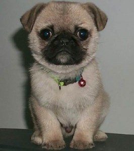 Healthy pug puppies for free adoption!!!