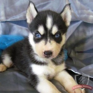 Playful Blue Eyes Siberian Husky Puppies.