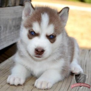 Full Bloodied Siberian Husky Puppies for sale!