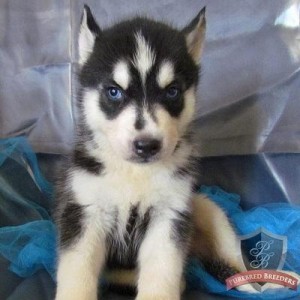 Affectionate Blue Eyes Siberian Husky Puppies Ready Now To Go