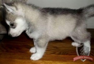 grey and white siberian husky pups for Free