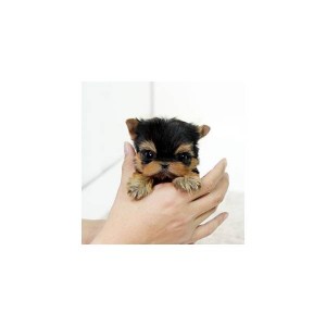 Super male and female Teacup Yorkie Puppies for adoption