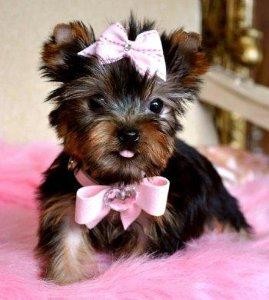 T-cup Yorkshire Terrier puppies for adoption