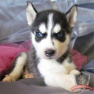 AKC/CKC Siberian Husky Puppies Coming So