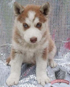 Pair of siberian husky puppies for new homes this new year for Free