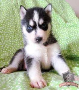 Nice Looking Siberian Husky Puppies For Sale for Free