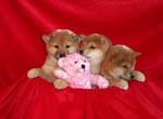 Healthy shiba Inu puppies for sale