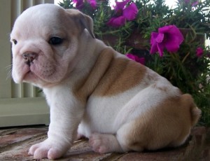 New Litters of English Bull Dog Puppies these End of Year and Christmas Coming !!!!!!!!!!!!!!!!