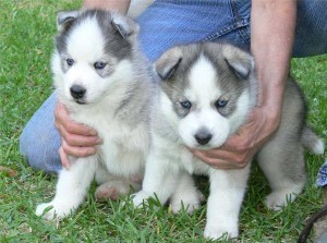 affectionate blue eyes siberian husky for a new home