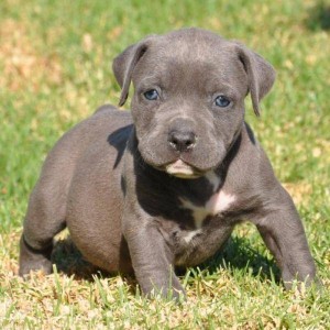 adba bluenose American pitbull terrier puppies for adoption