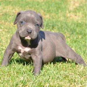 Blue Nose Pitbull Puppies !!! christmas special offer
