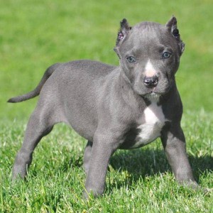 Blue Pitbull puppies for sale