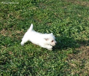 We have quality and well trained west highland terrier puppies,