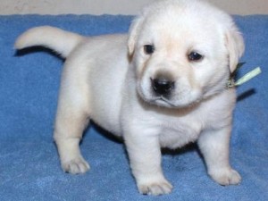 Labrador Retriever Puppies for home adoption