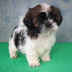 Tiny shih tzu Princess available