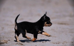 Well Trained chihuahua  Puppies For  Free Adoption Xmass