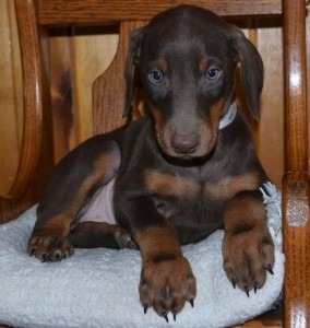 Baby Girl Doberman Pinscher Puppies For Sale