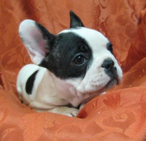 Colorful  Fawn French Bulldog Puppies!!!