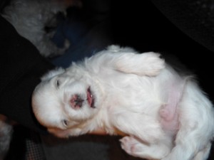 AKC Male Maltese puppies