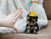 New teacup yorkie puppies of the smallest world ! must see website ~www.loganstarpets.com