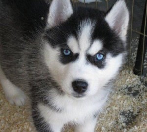 Text  to get in touch (307) 344-3456  charming male and female blue eyes Siberian husky puppies
