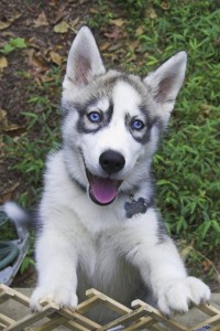 Husky puppies For Adoption