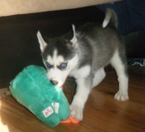 christmas Husky puppy available