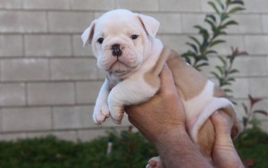 FREE!!! Sweet English bull dog puppies for good homes (405-548-5801)