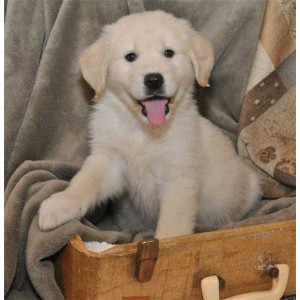 Labradoodle puppies  for you