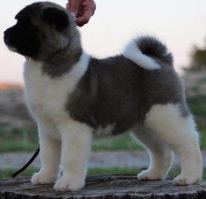 Cute And Lovely Akita Puppy For Free Adoption