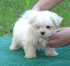 Home raised baby maltese for adoption