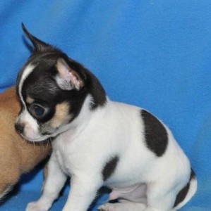 Adorable Chihuahua puppies need homes