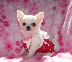 Healthy and gorgeous chihuahua puppies for adoption