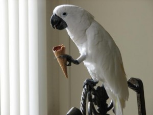 Beautiful Umbrella Cockatoo Parrot Bird for Adoption