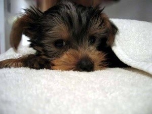 BEAUTIFUL X-MASS YORKIE PUPPY