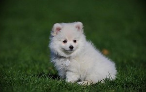 Pomeranian Puppies For Free Adoption