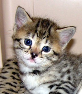 adorable savannah kittens TICA register