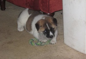 Akita Puppies For Sale