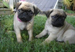 PUG  Puppies For Sale .