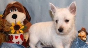 West Highland White Terrier Puppies For Sale .