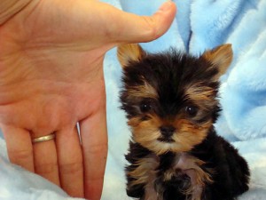 Amazing T-cup Yorkshire Terrier Puppy.