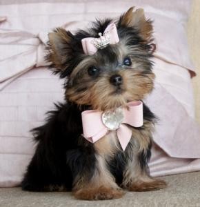 2 awasome Teacop Yorkie Puppies For Adoption