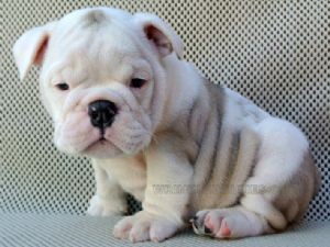 Male and Female English Bulldog Ppuppies for adoption