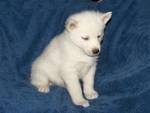 AKC Blue Eyes Siberian Husky Puppies