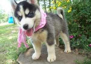 Chunky and fluffy male  Siberian husky puppy
